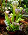 przykładowa sprzedawana roślina / exemplary plant for sale